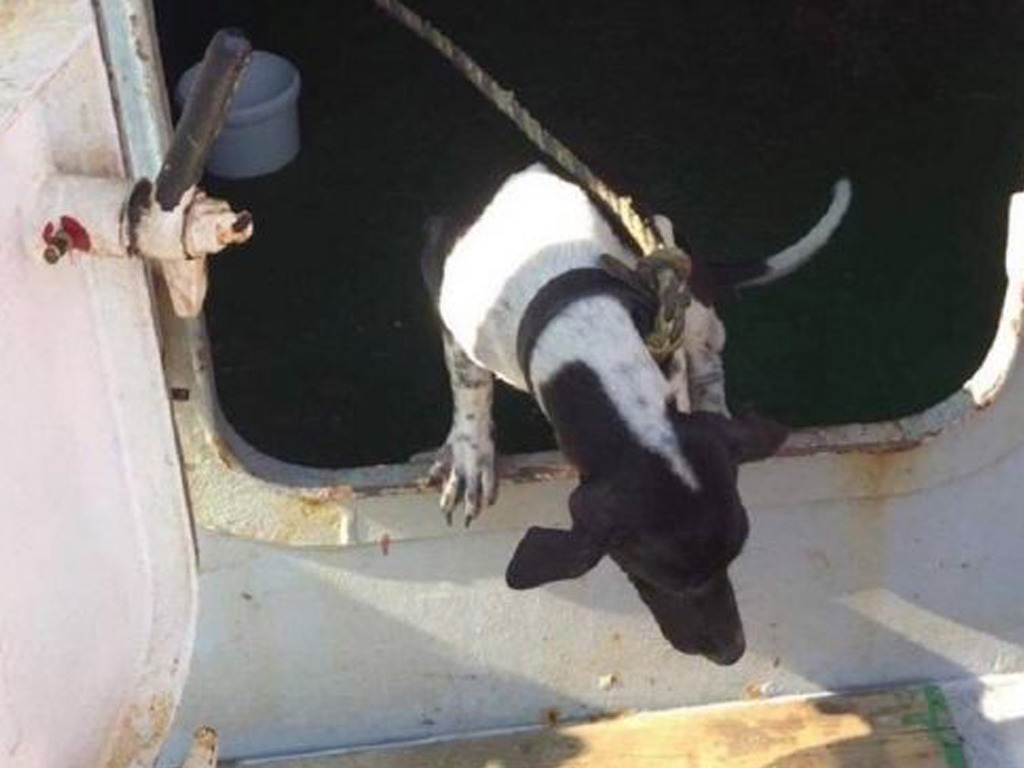 泰國狗狗誤闖貨船來港 無健康證明 遭漁護署極速人道毀滅