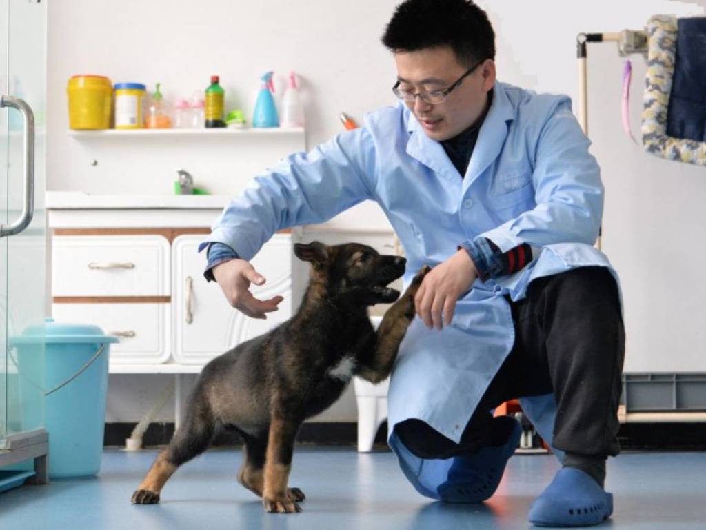 中國公安計劃「量產基因」複製明星警犬！首隻基因犬已開始培訓