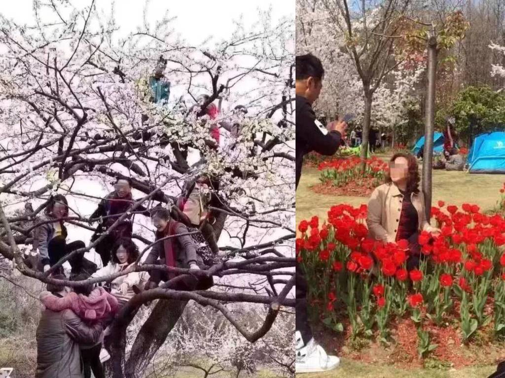 【滿地殘花】上海櫻花公園遭遇「大劫」！8 名男女同時爬上一棵樹？