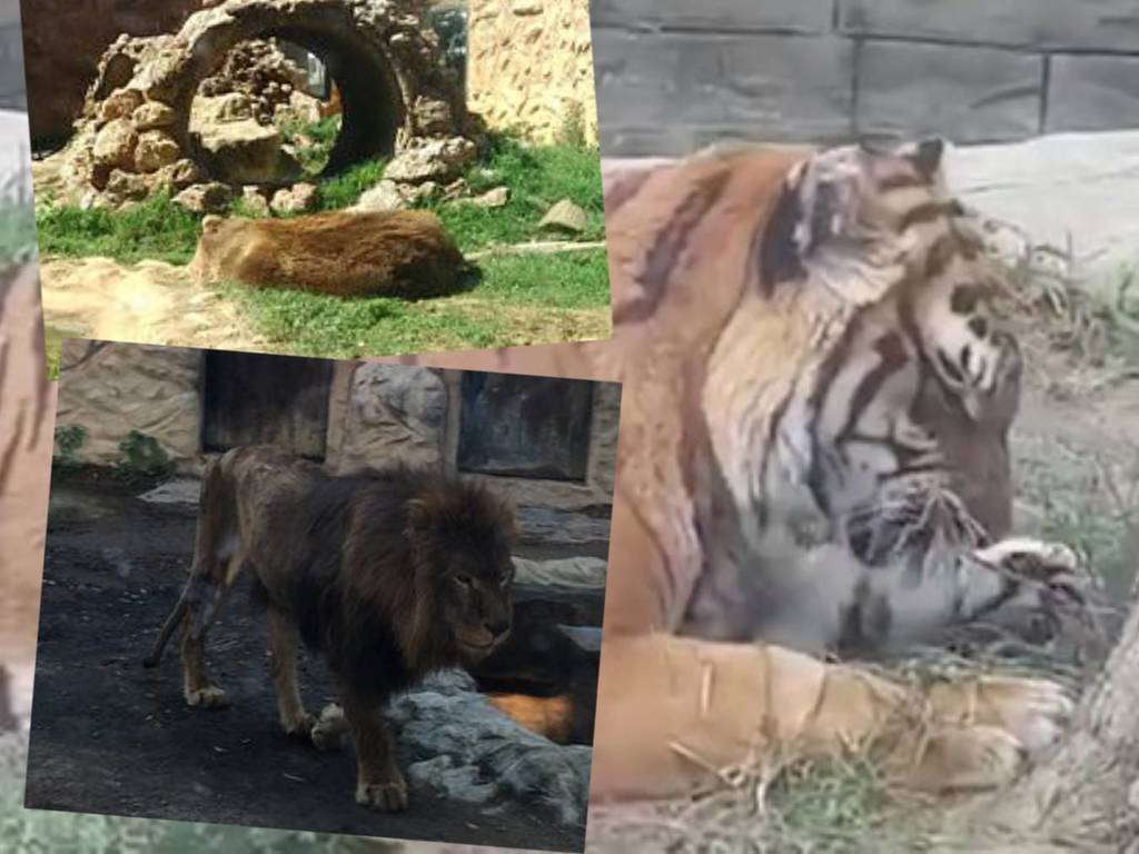 動物園廢棄 2 個月變人間煉獄！動物被困絕望等死