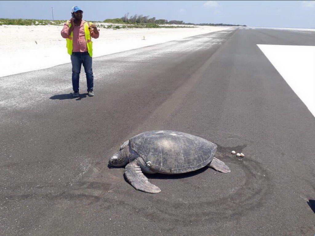 【機場產卵】瀕危綠海龜重返出生地產卵！惜海灘已變機場跑道　