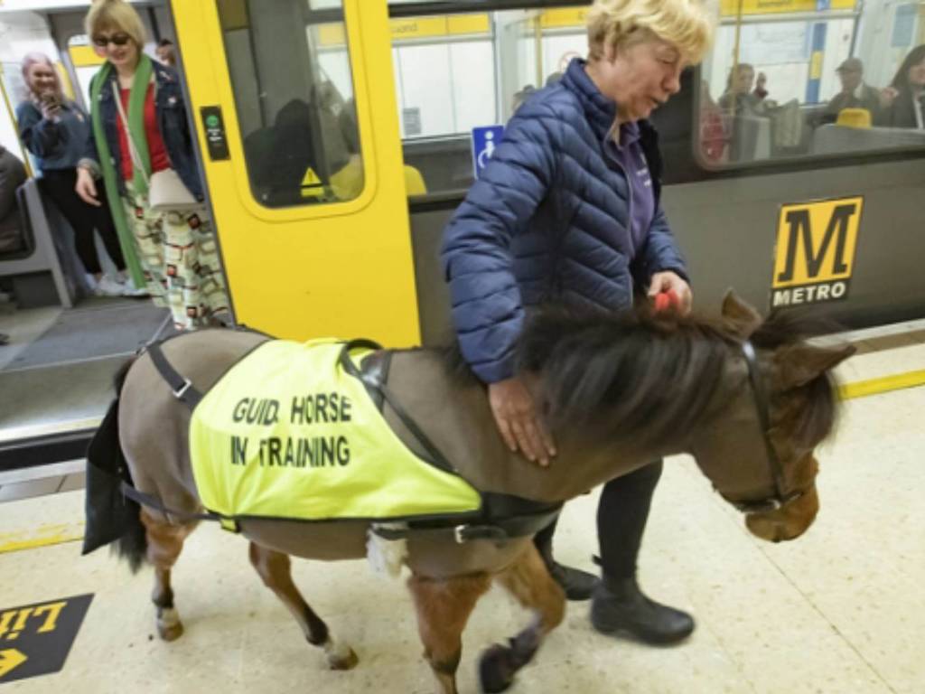英國首匹導盲小馬接受訓練！望陪伴視障人士度過餘生