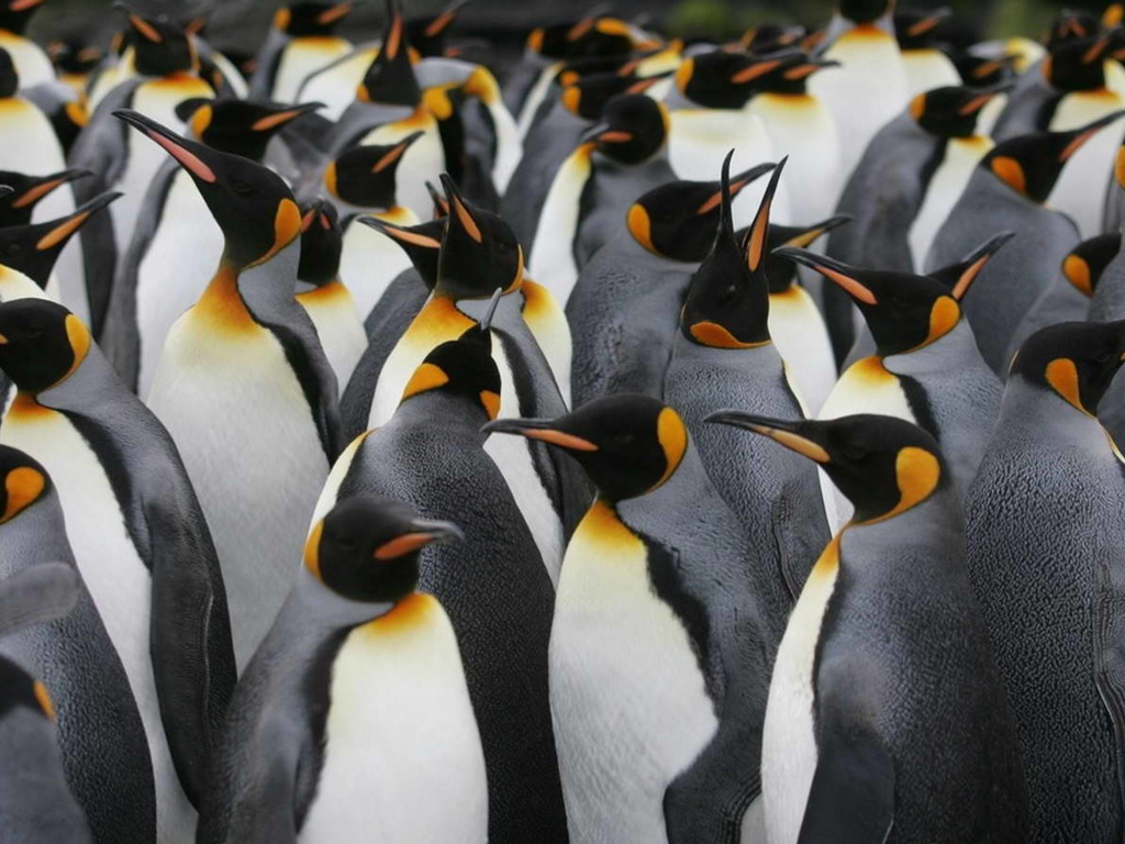 南極皇帝企鵝現繁殖危機！強風暴致大量企鵝寶寶一夜亡