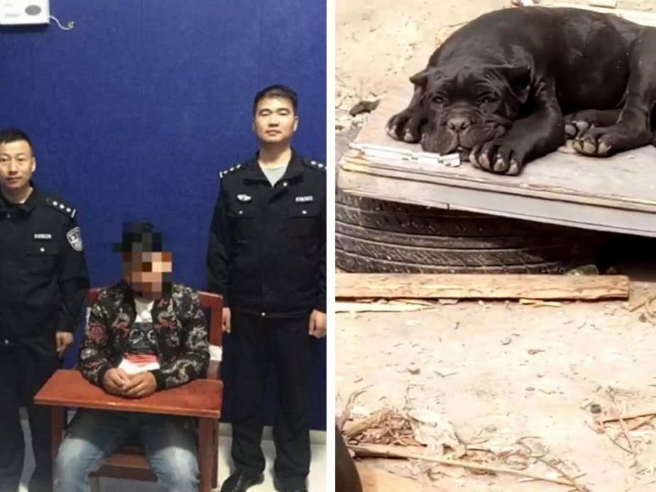 安徽男給狗狗取名「城管」  涉尋釁滋事被拘留