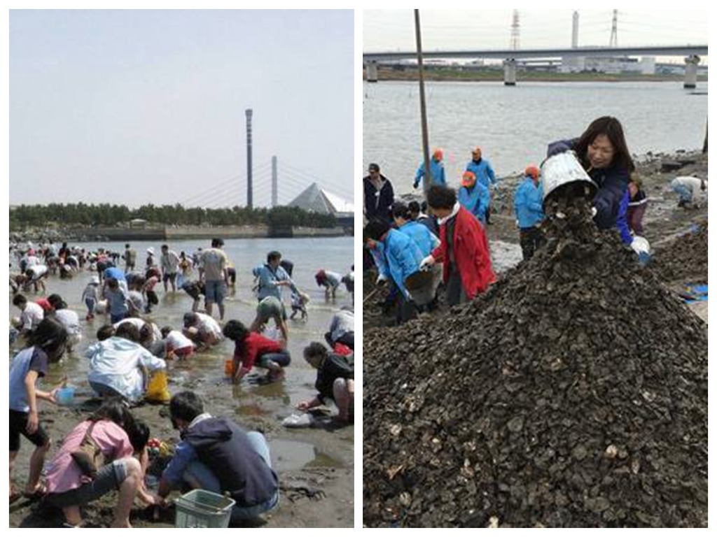 中國客遊日本狂挖野生蠔食！日專家：含大量毒素食用很危險