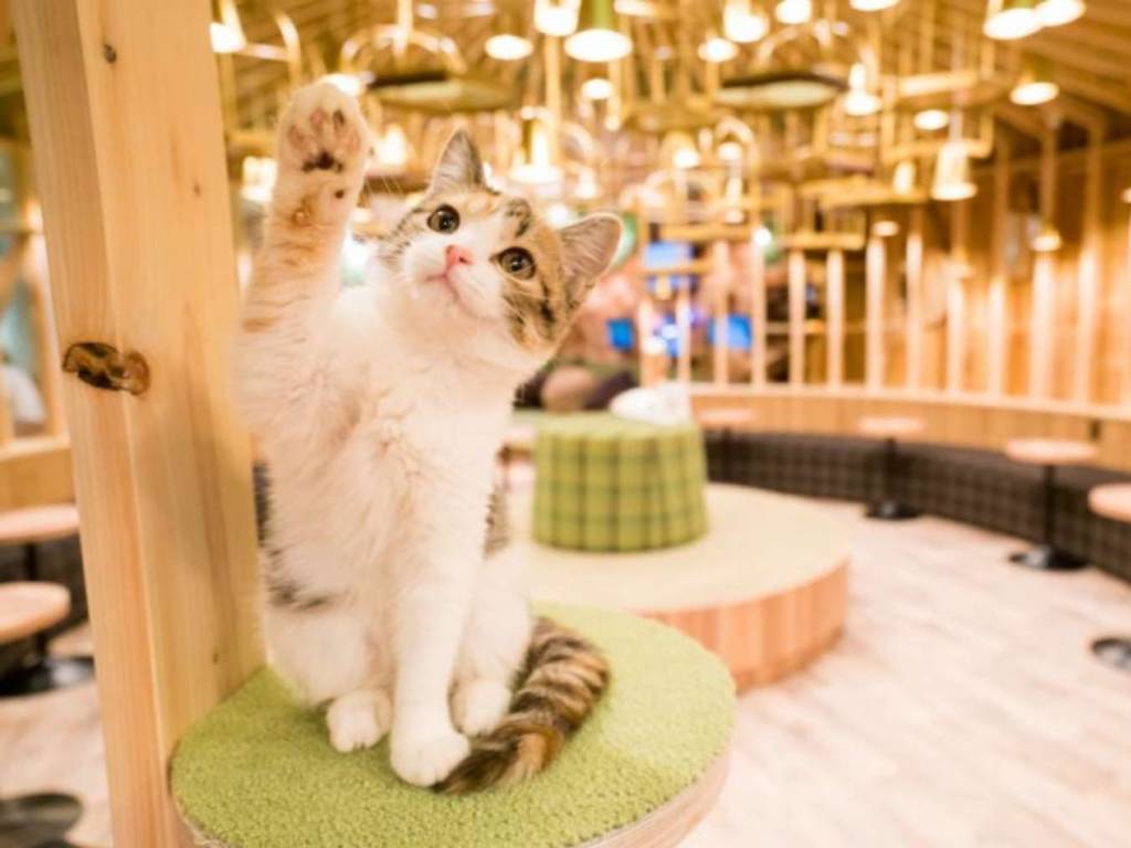日本知名貓 Cafe 爆貓瘟遊客恐帶菌！嫌醫藥費貴任由 50 貓自生自滅
