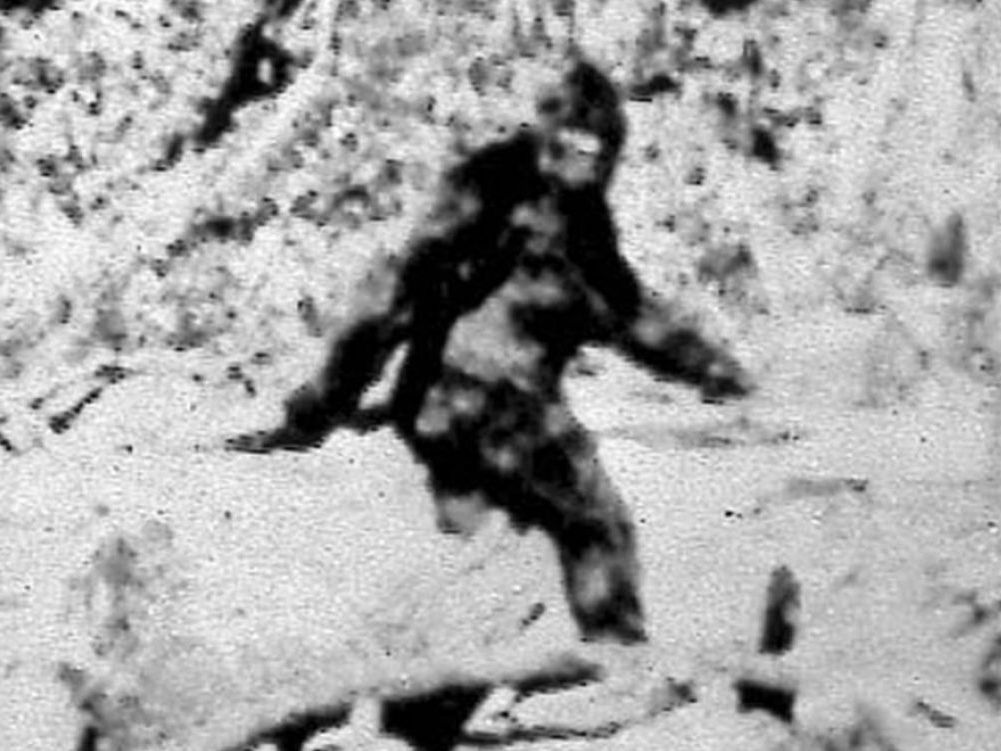  FBI 公開調查報告　大腳八毛髮竟然來自......