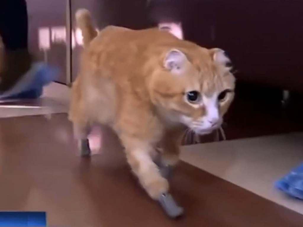 俄羅斯貓咪四肢凍傷須截肢  換上鈦金屬義肢重獲新生