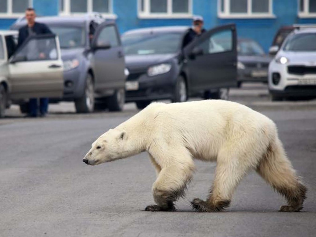 北極熊游 1500 公里覓食餓倒俄國街頭 身體瘦弱樣子可憐【睇片】
