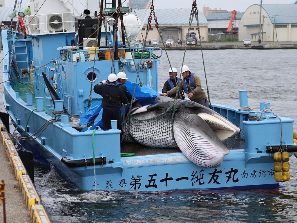 日本重啟商業捕鯨稱數量克制  首天殺兩條小鬚鯨