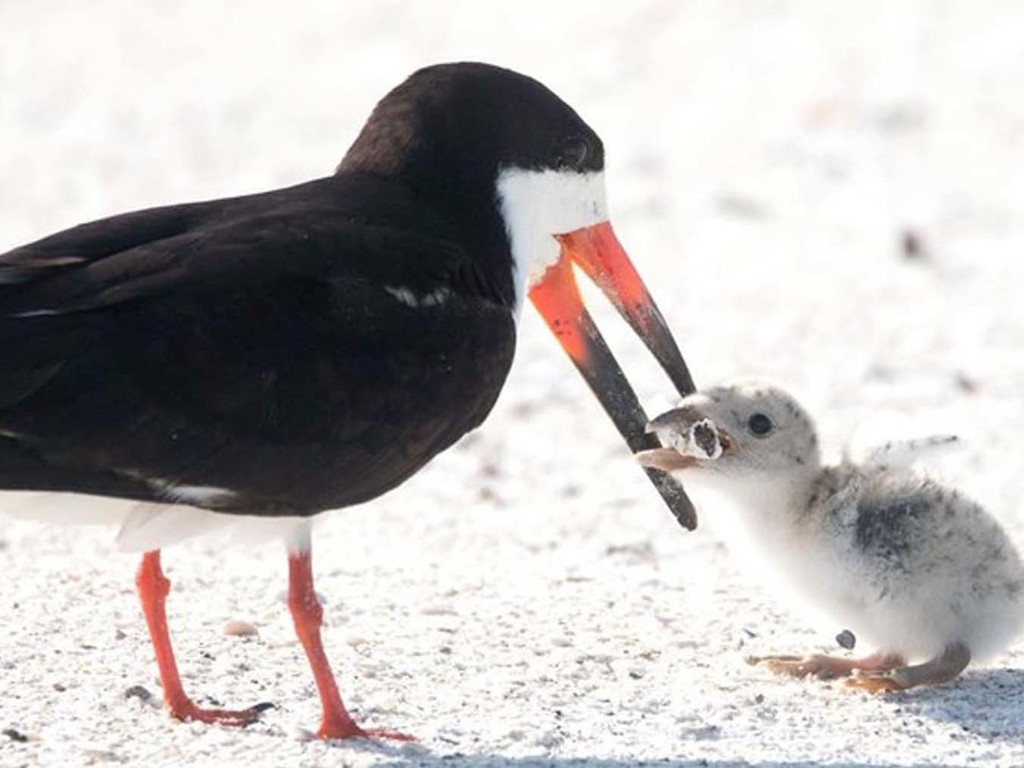 鳥媽誤將煙頭當食物餵小鳥可致命 攝影師籲別把煙頭遺棄沙灘