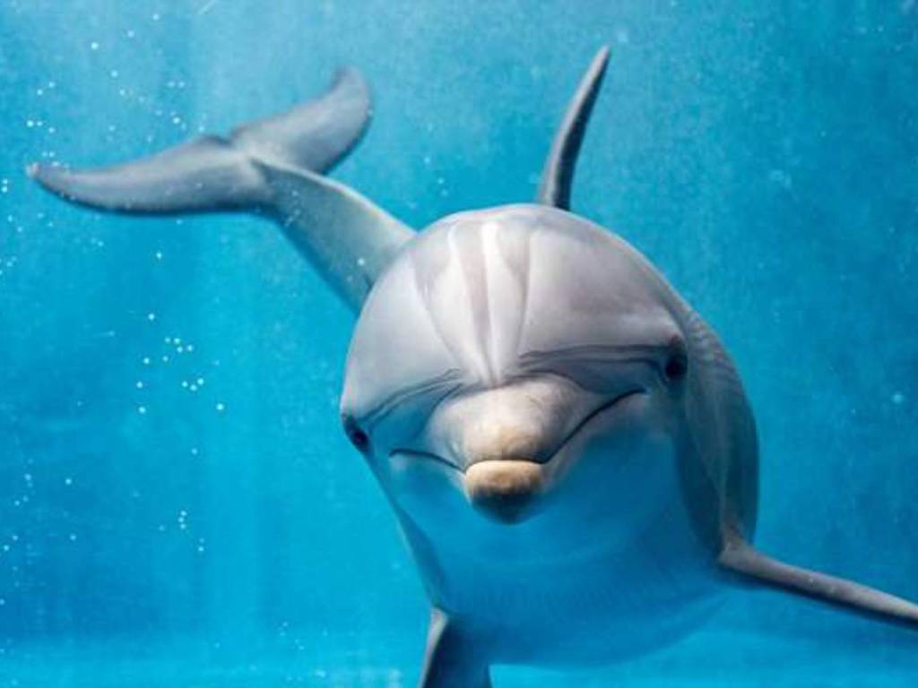 冷血男疑駕水上電單車高速撞海豚！專家警告：人類行為逼使牠們離開