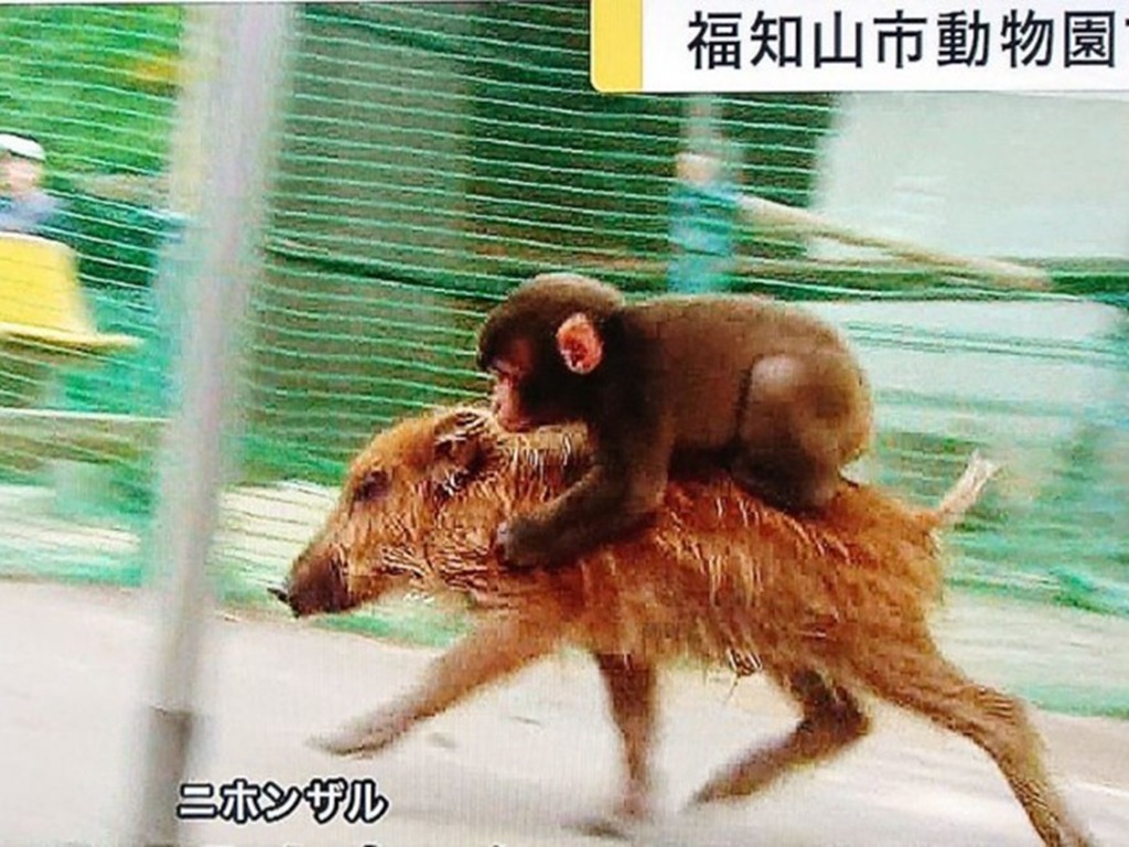 日本「野豬騎士」馬騮逃走 9 日後尋回！動物園園長：牠在反省中