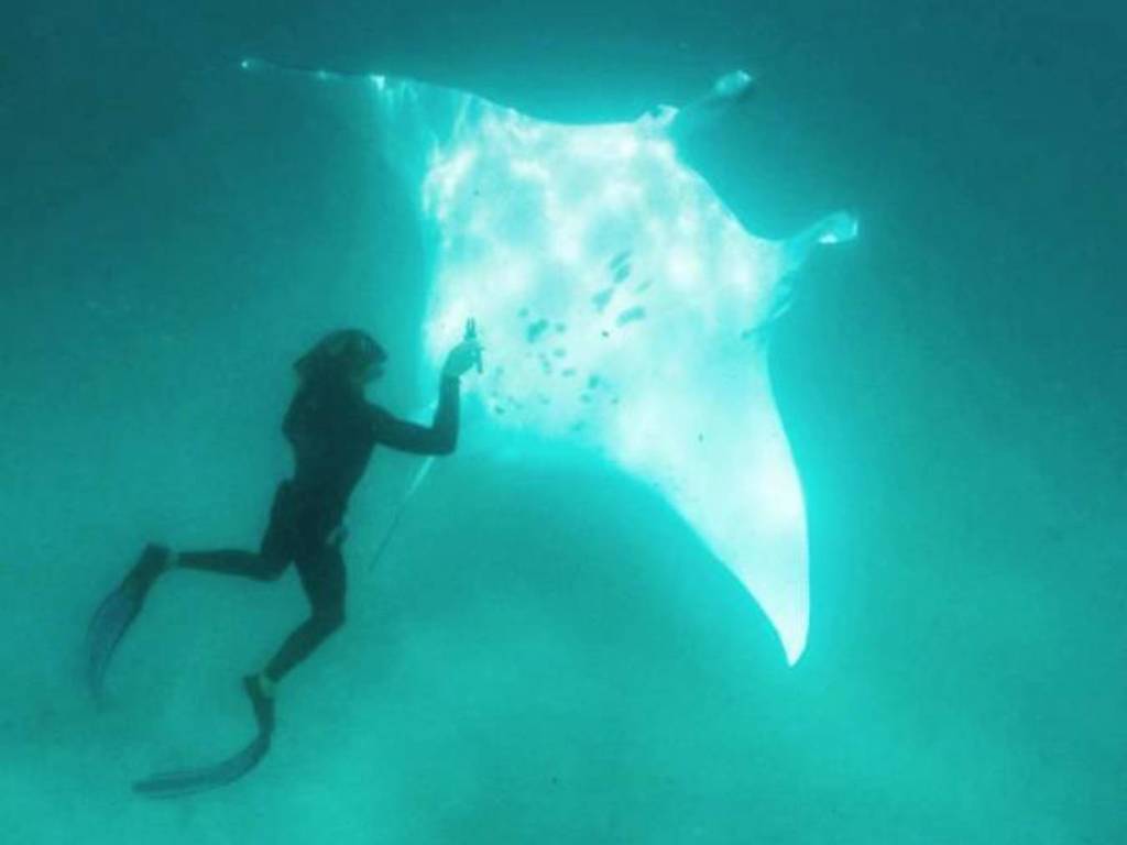魔鬼魚主動接近向潛水員求救！網民：見過最美好的事