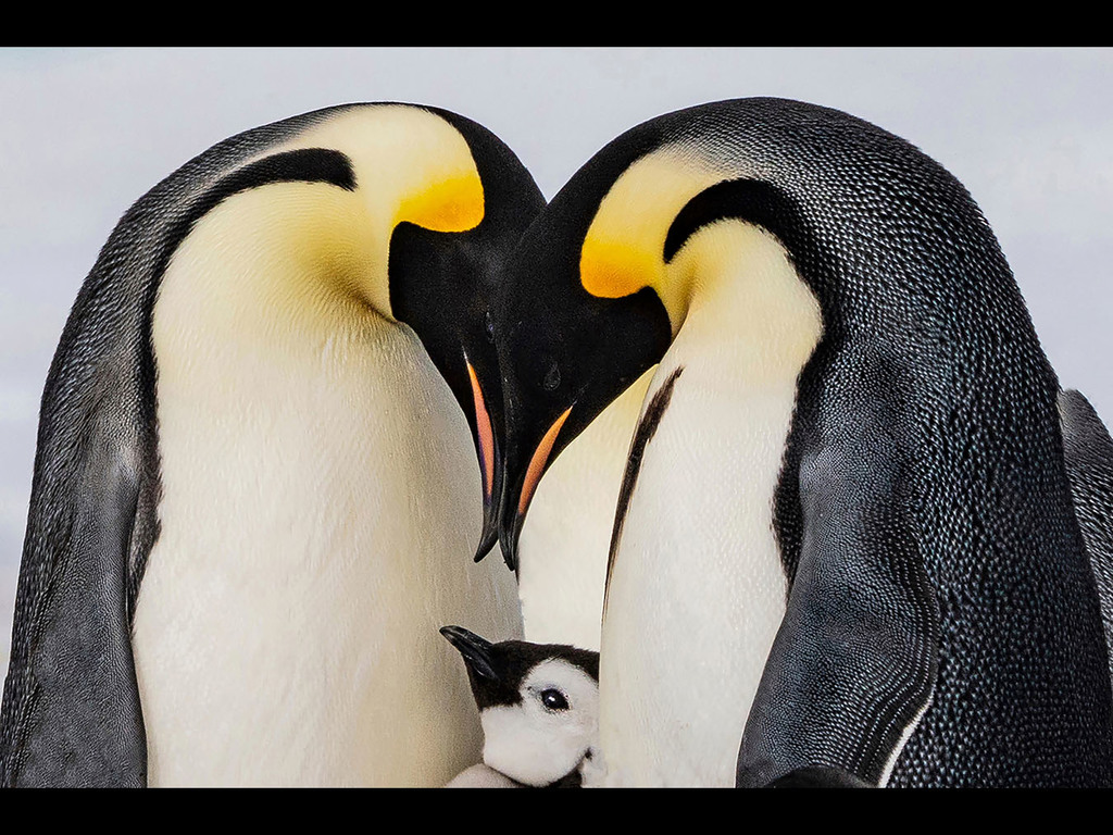 【達人傳授】超萌南極皇帝企鵝拍攝心得