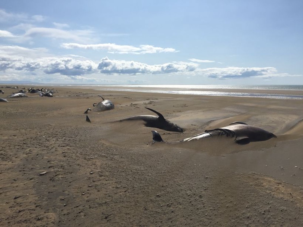生態災難！冰島 50 條領航鯨擱淺慘死