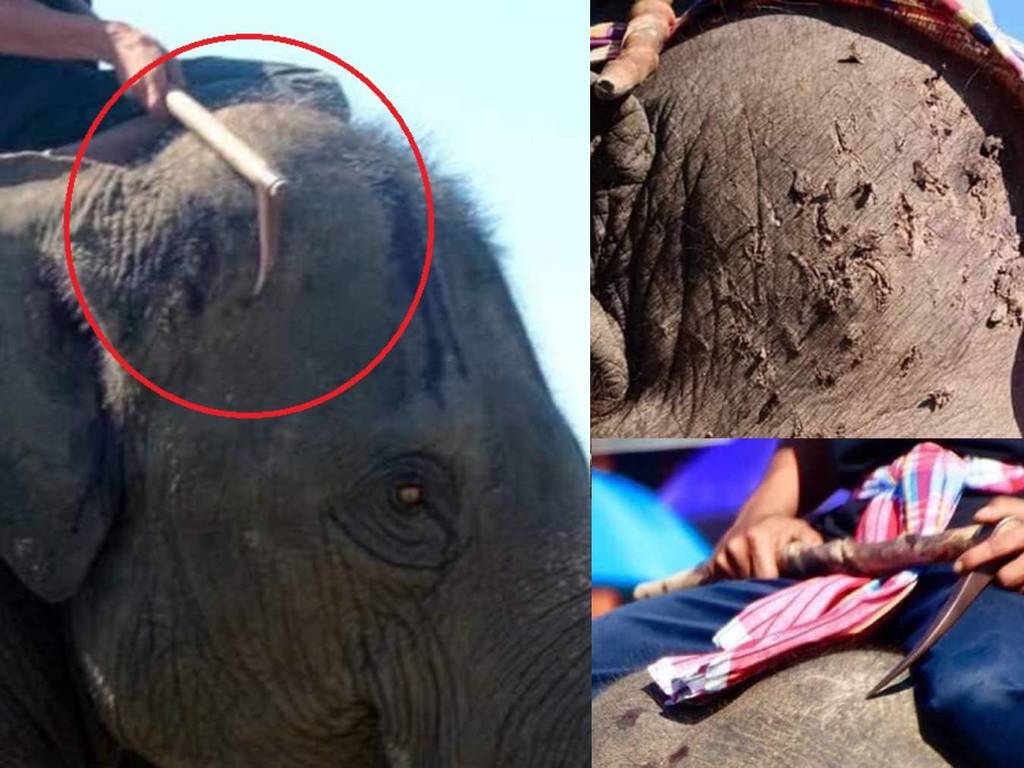 泰國大象被殘忍虐待照片瘋傳！泰國政府呼籲抵制「騎大象」