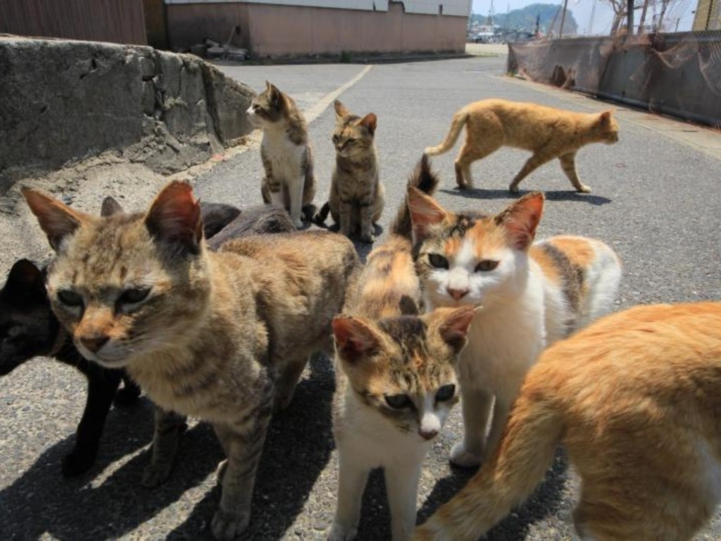 【貓奴悲報】日本「貓島」喵星人疑遭毒殺 馬島生還貓隻只剩 1／3