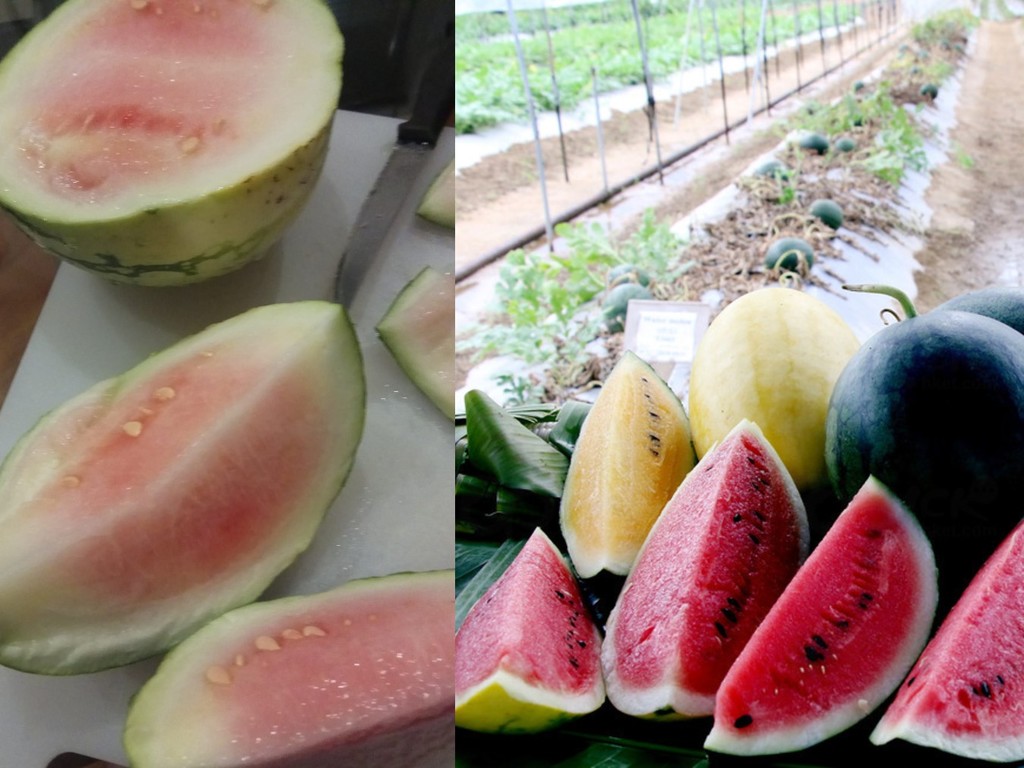 日本買 100 円西瓜淡而無味？事主以為執到寶卻中伏