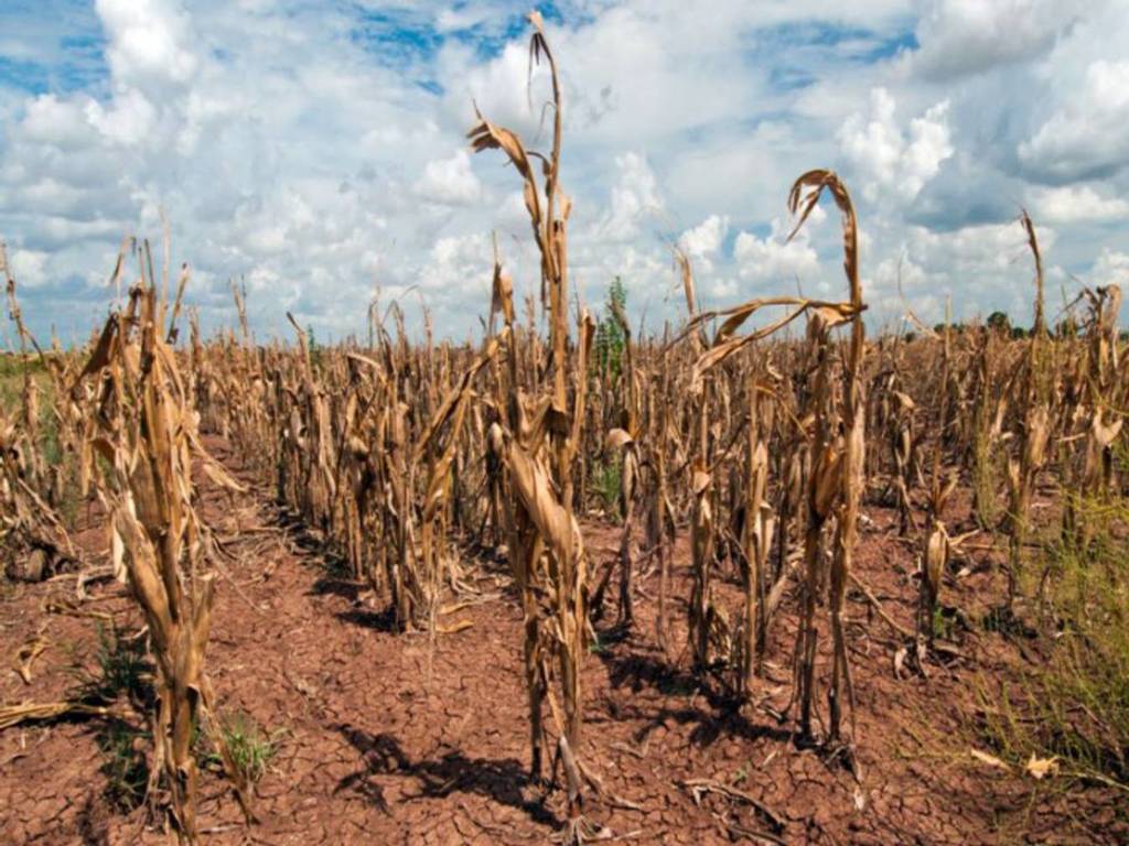 聯合國：2050 年穀物價格將上漲 23％！因全球暖化致旱災頻發