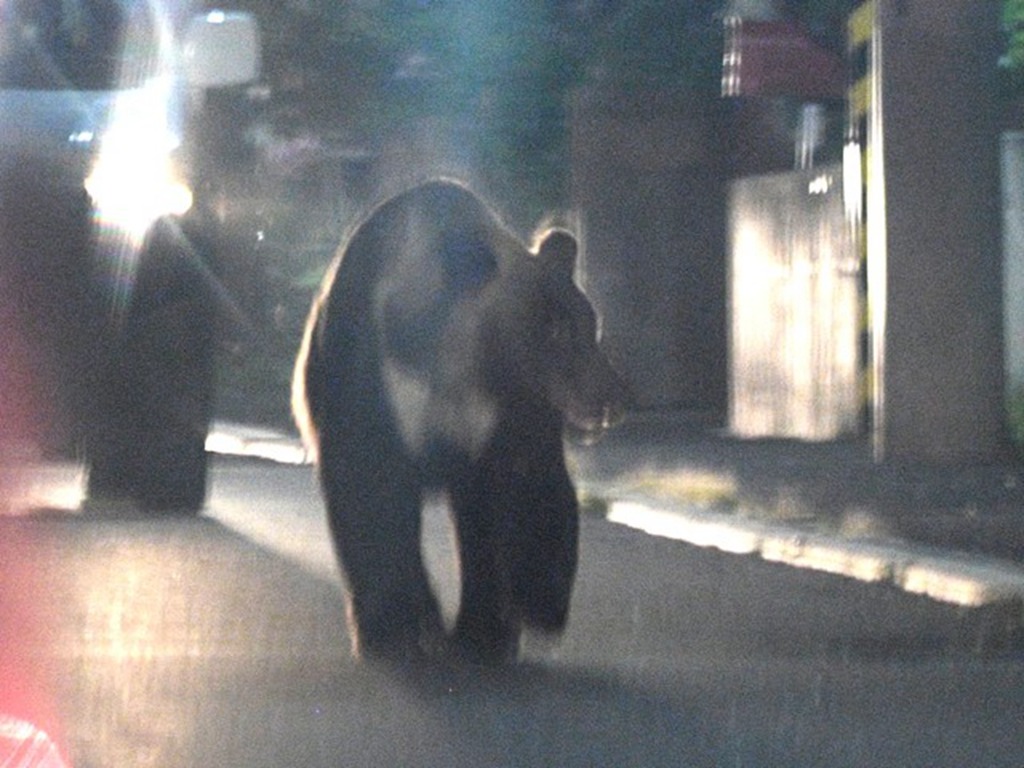 北海道札幌熊出沒注意！近日頻頻遊走巿區