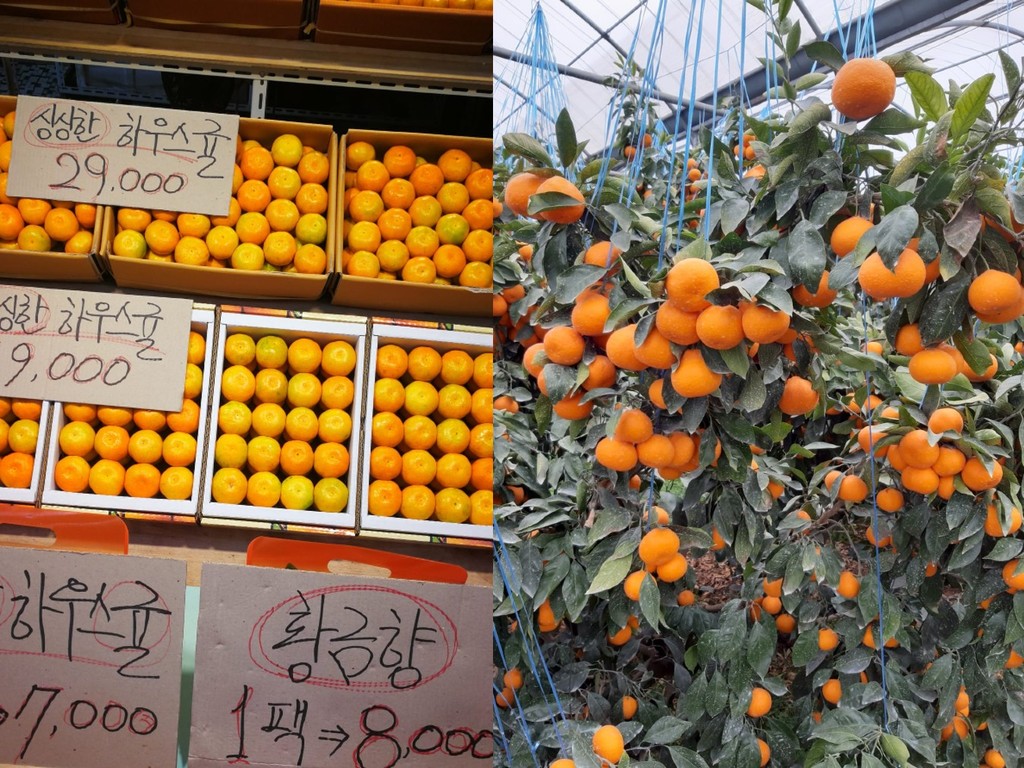 【Fact Check】遊濟州欲帶 3 箱柑橘回港得唔得?網民:尊重旅行國家的法規是常識