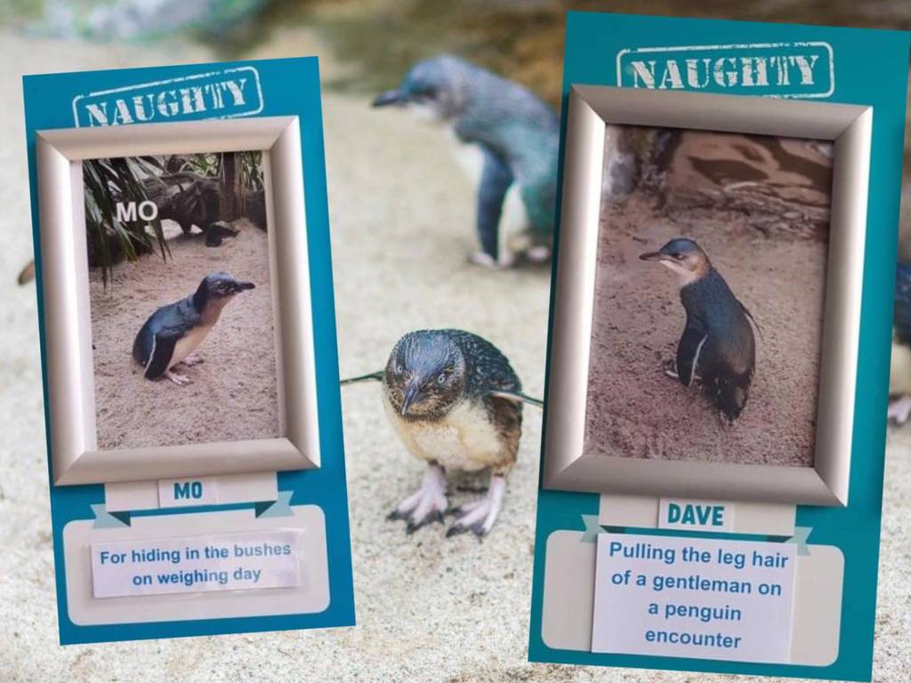 新西蘭「壞企鵝」選舉當選原因爆笑！拔人腳毛怕磅重會上榜？