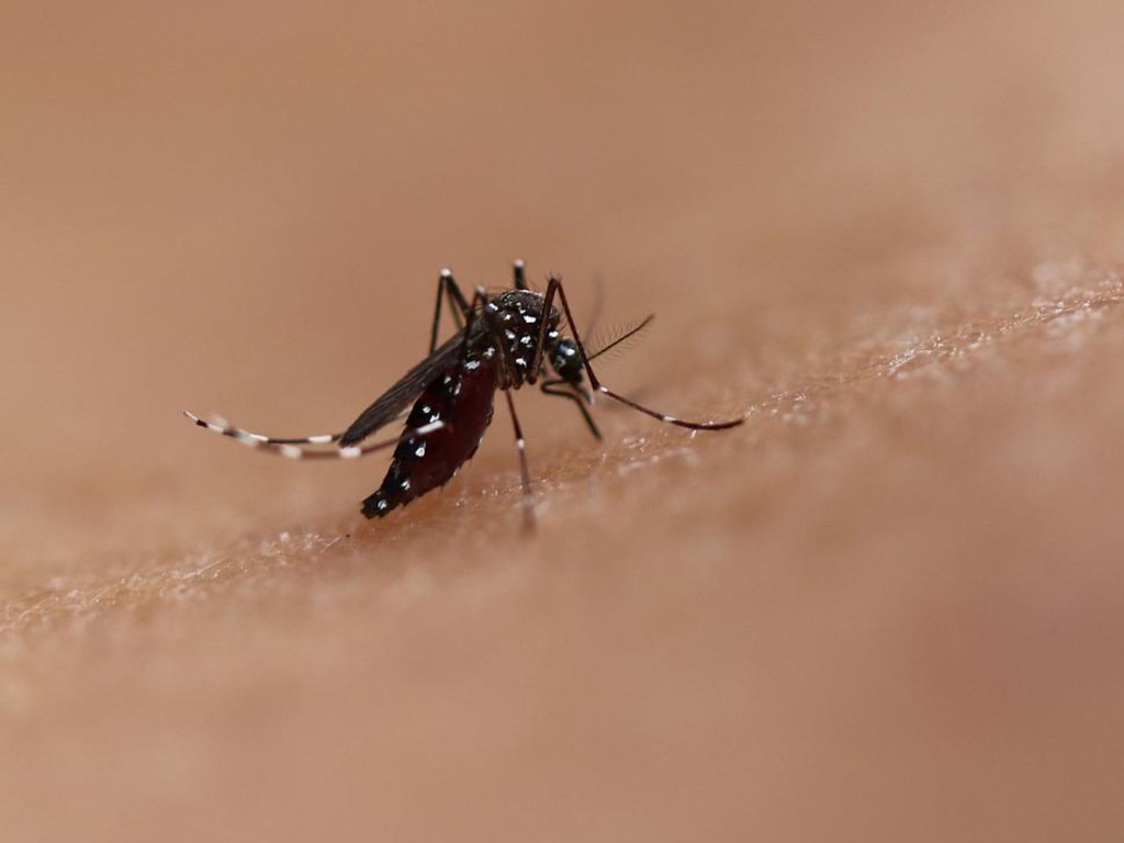 美國研究證實石墨烯有驅蚊功效 促使新型防蚊衣研發