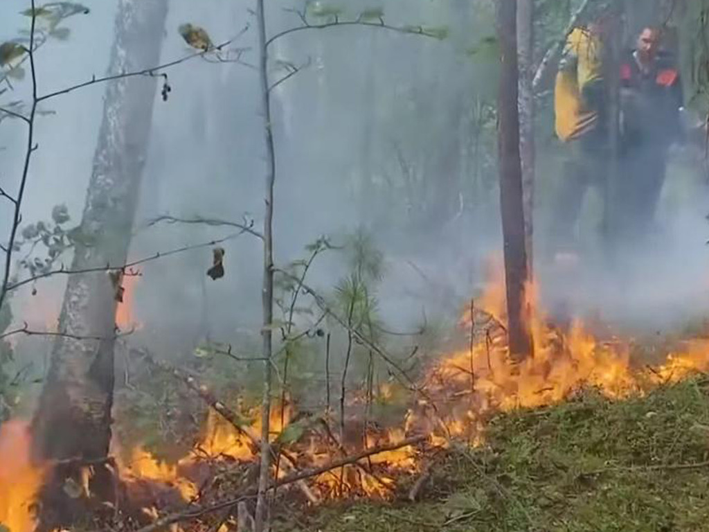 俄羅斯西伯利亞進入緊急狀態  「非洲之肺」剛果盆地逾萬宗火災