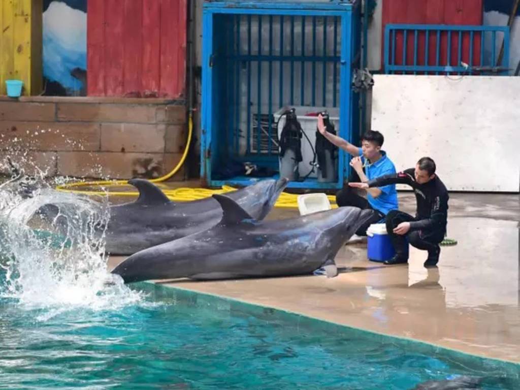 海豚 BB 出世 9 日因表演過勞猝死！揭水族館 5 年有 5 隻海豚死亡