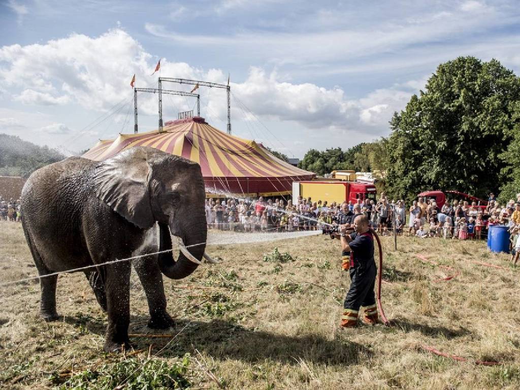 丹麥政府全面禁止野生動物表演！出錢買馬戲團大象幫其安享晚年