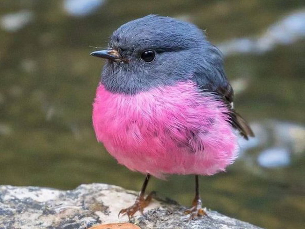 【Twitter 瘋傳】澳洲知更鳥 Pink Robin 超可愛！全因粉紅色肚腩仔