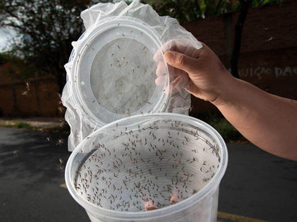 基因改造滅蚊失敗？雜種優勢或使蚊子更強大