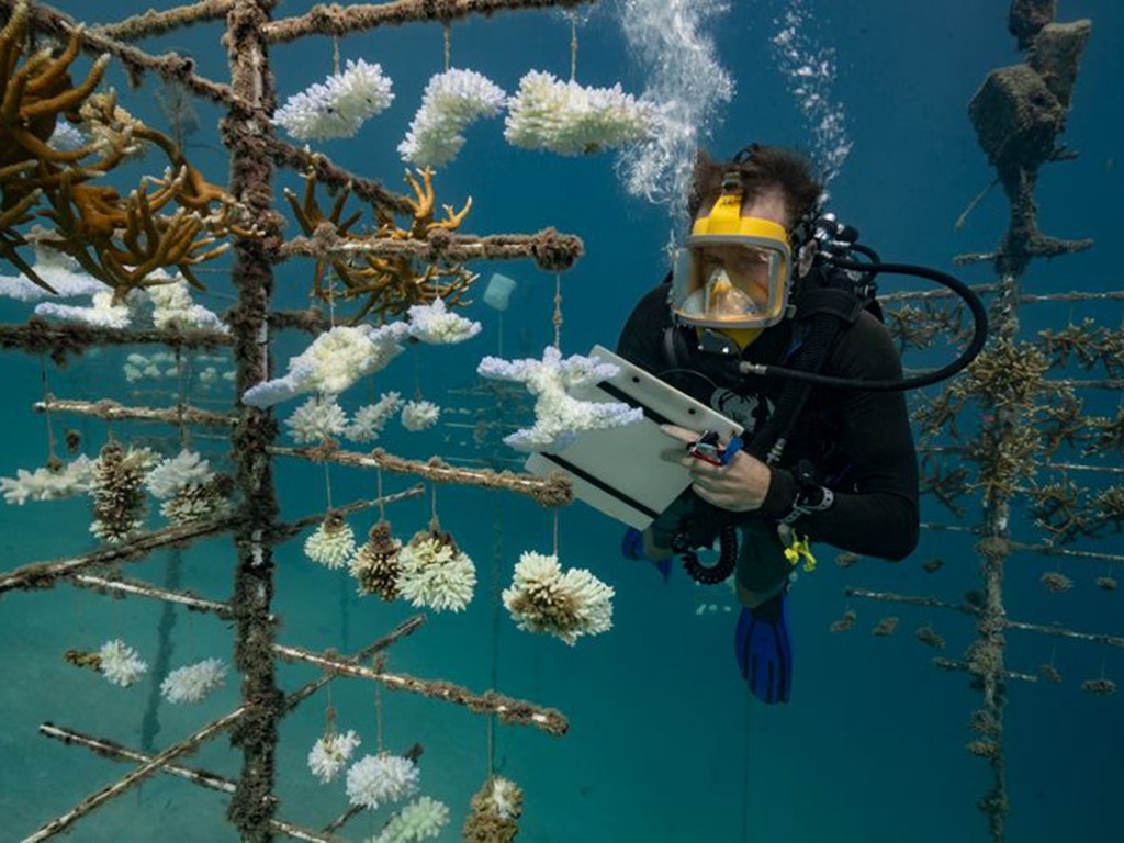 科學家警告全球暖化  2070 年所有珊瑚可能滅絕