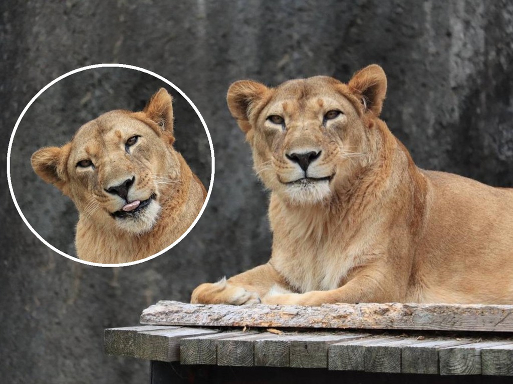 日本動物園出現「最美獅子」！母獅優雅微笑獲瘋讚「好美」