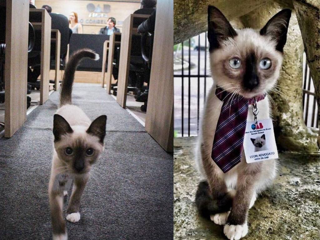 巴西律師公會流浪貓被客人投訴！公會霸氣回應直接「僱用」成貓律師