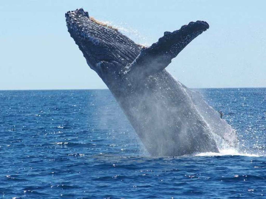 鯨魚捕碳量抵幾千棵樹！停止捕鯨就能減緩全球暖化