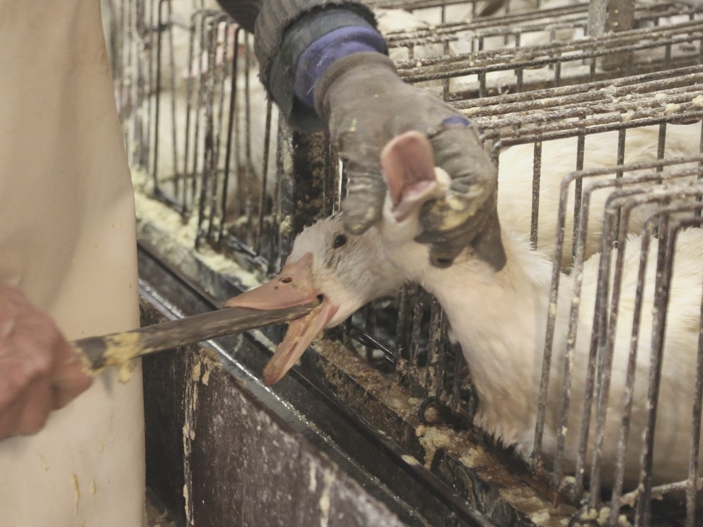 培育鵝肝過程殘忍不人道 紐約立例 2022 年禁售