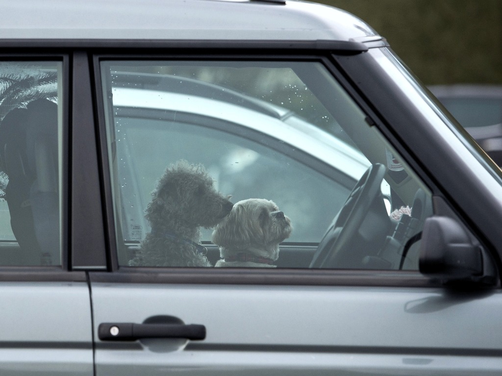 防止車內獨留兒童及寵物有法 加拿大大學研發雷達感應器