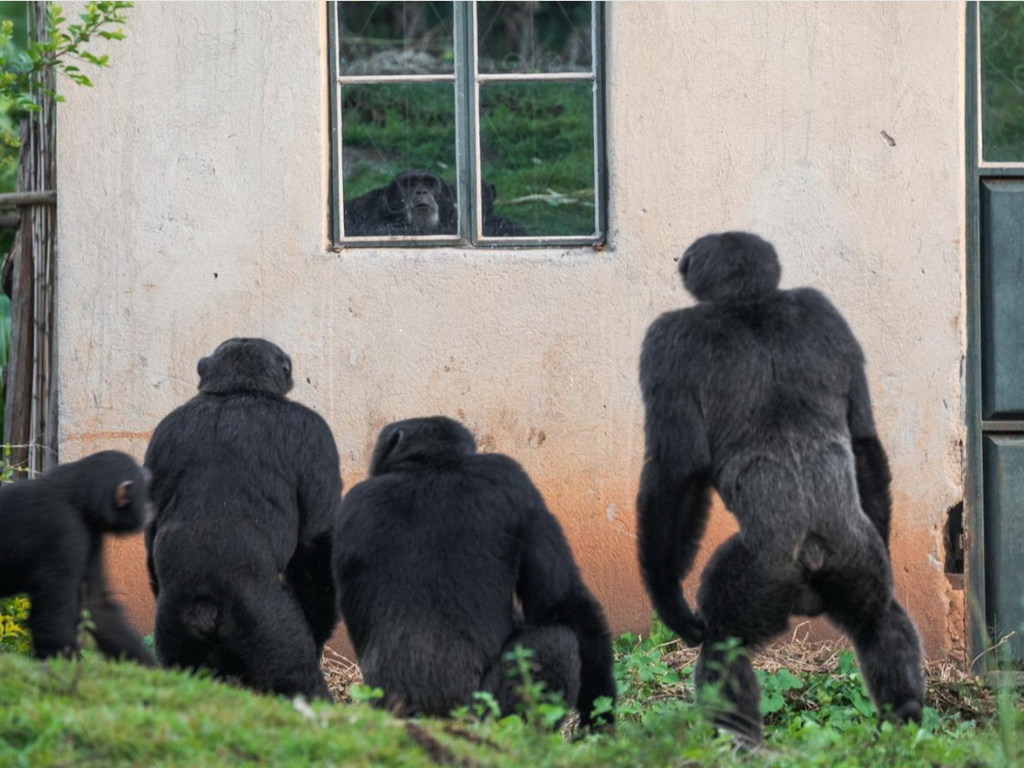黑猩猩殘殺 2 歲小童只為充飢【大自然反擊戰】 
