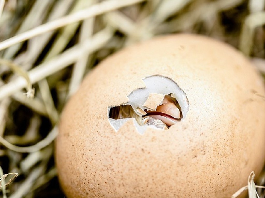 有雞先定有蛋先？6 億年前胚胎化石有答案