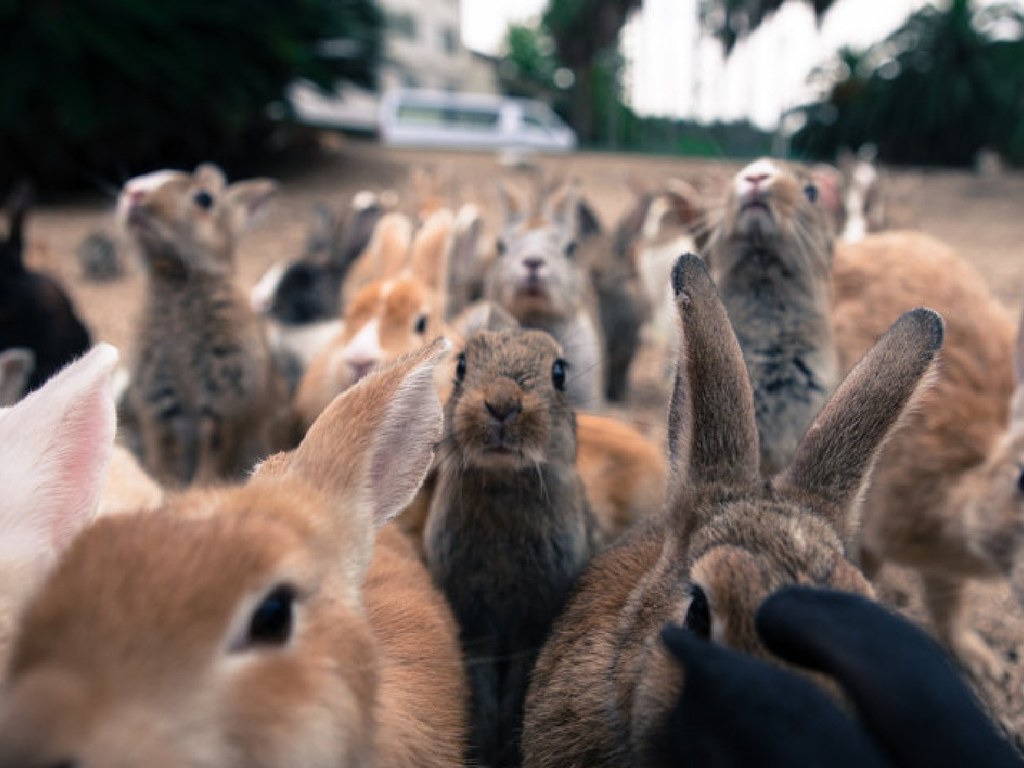 日本兔島遊客狂餵兔仔！兔兔數量逼爆爭地盤致受傷