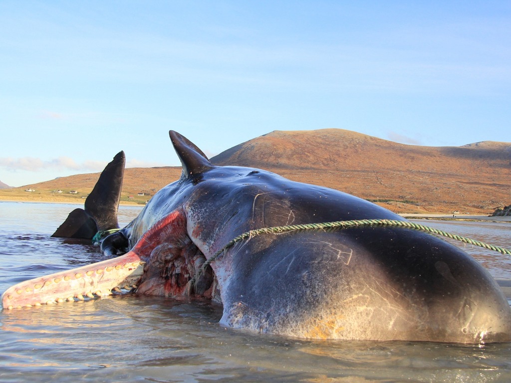抹香鯨擱淺死亡  解剖發現胃塞滿 100kg 海洋垃圾【悲慘】