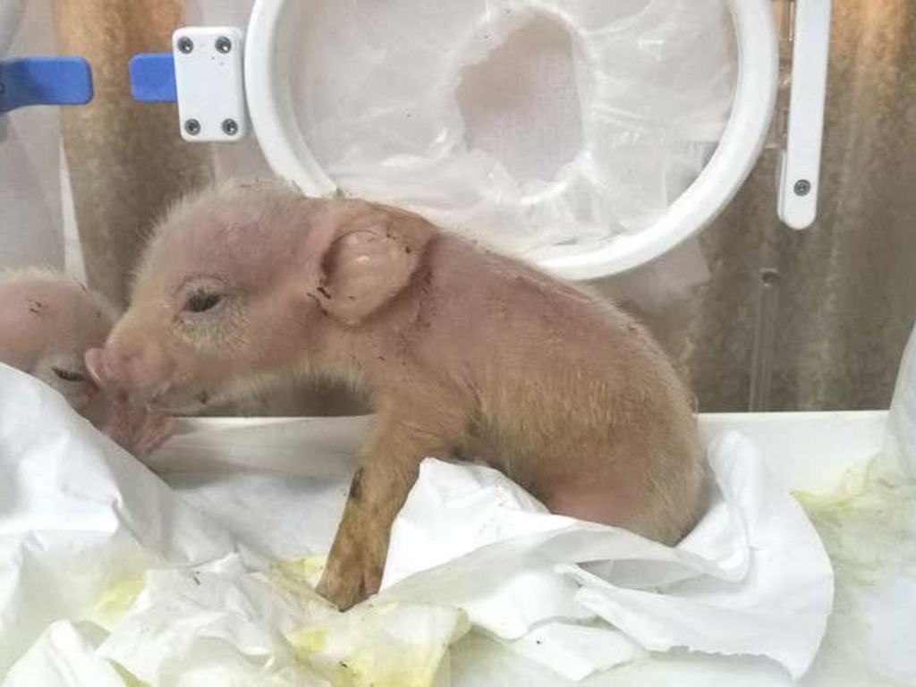 中國成功培植「豬猴混合體」 出生不足 7 日死亡
