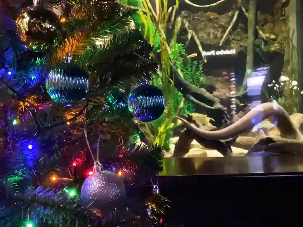 水族館電鰻點亮聖誕樹變網紅 電鰻越餓燈飾越閃爍？