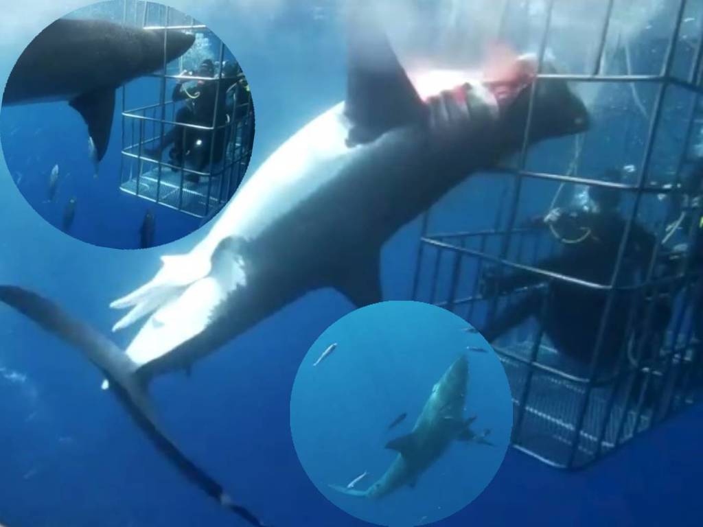 大白鯊頭卡籠 25 分鐘失救慘死！「鯊籠潛水」旅遊活動備受爭議【有片睇】