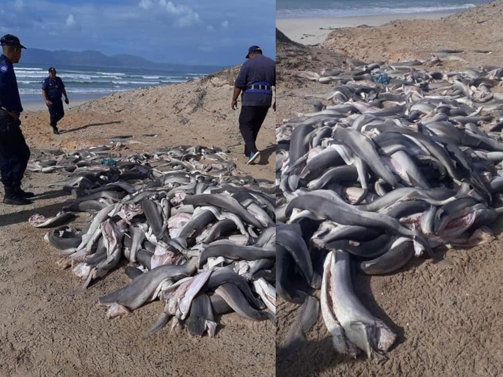 【魚翅黑市場】過百隻「無頭幼鯊」伏屍沙灘 頭尾背鰭均被切去