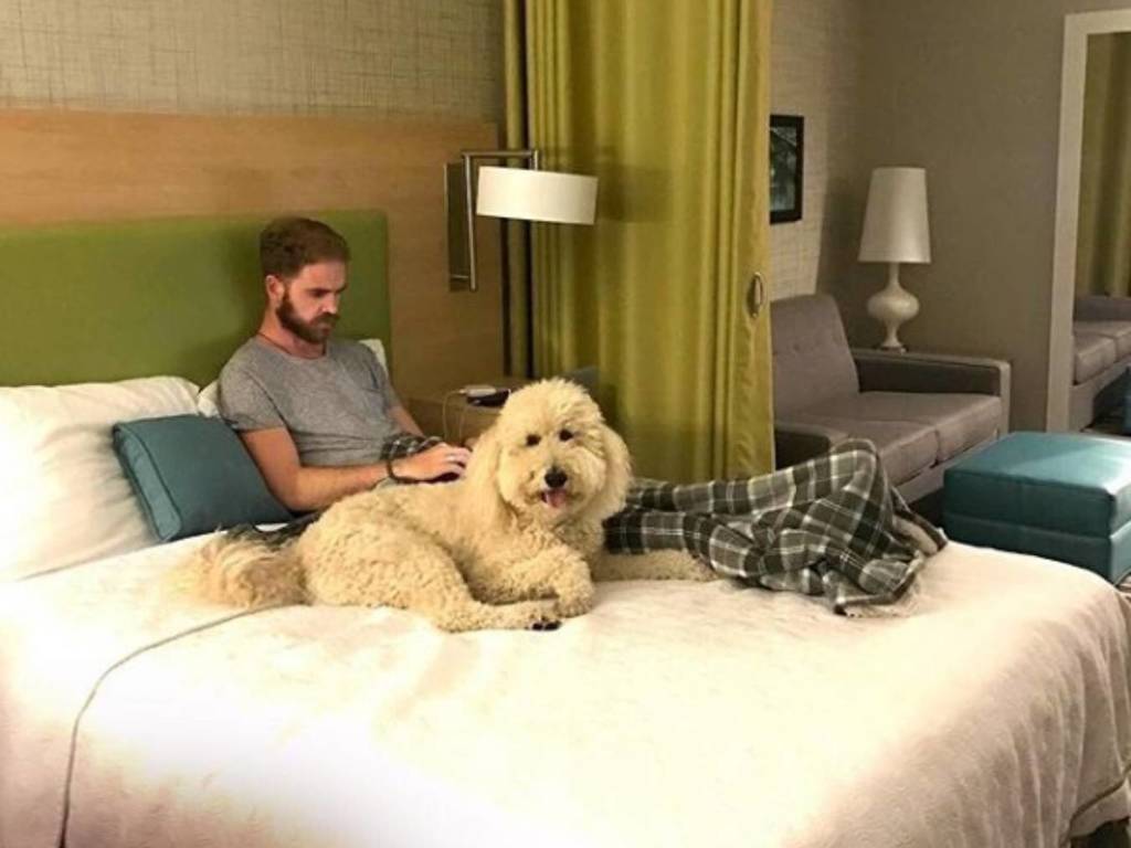 酒店推另類「陪瞓」服務？數十狗狗成功找到永遠的家