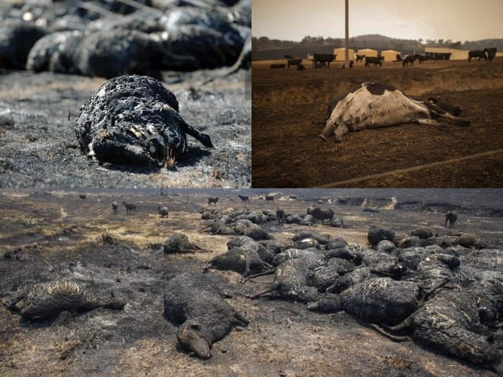 澳洲山火估計近 5 億隻動物死亡  焚燒面積等同比利時