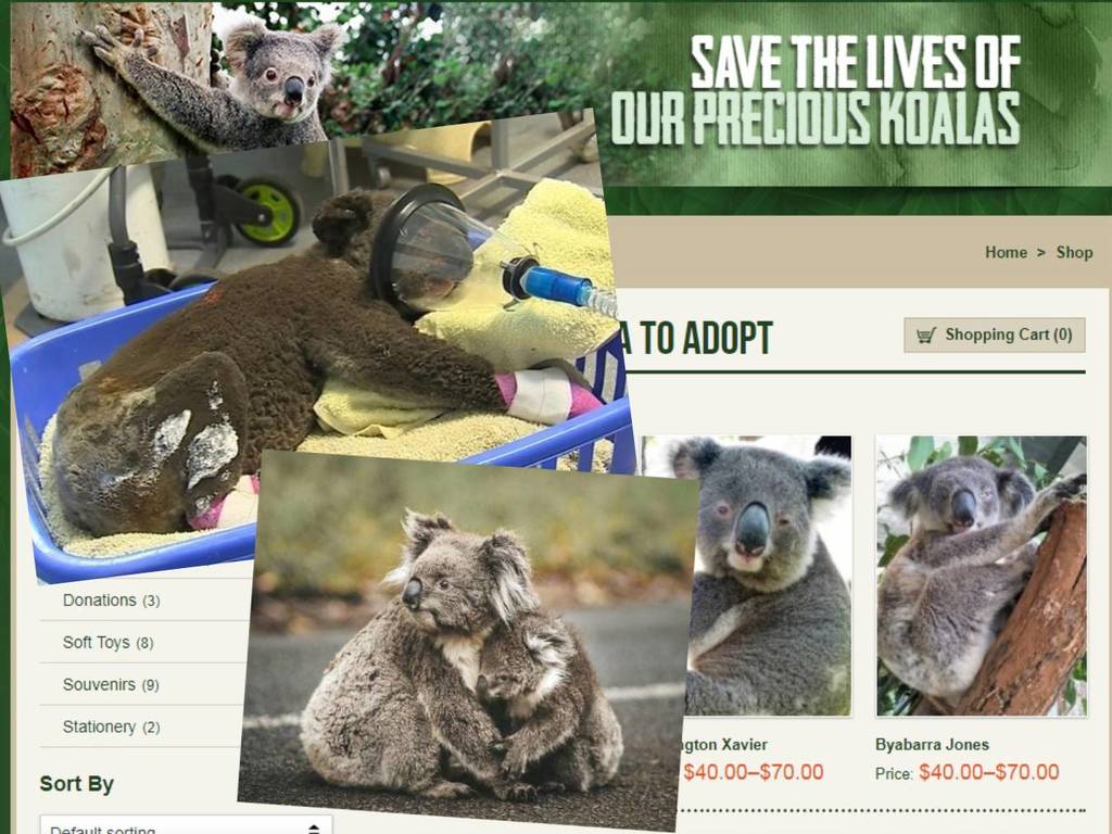 拯救山火受傷樹熊！澳洲樹熊醫院推助養計劃